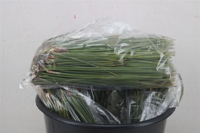 <h4>Dennen Needles Green P Bag</h4>