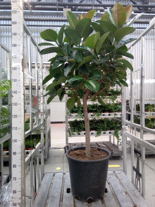 <h4>Ficus elastica 'Robusta'</h4>
