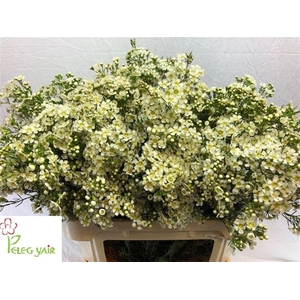 WAXFL JUPITER MOON 90 GR.