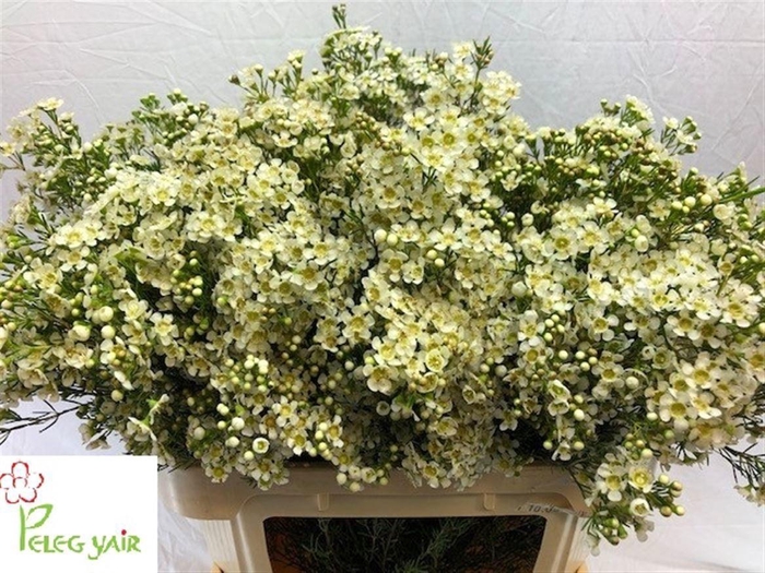 <h4>WAXFL JUPITER MOON 90 GR.</h4>