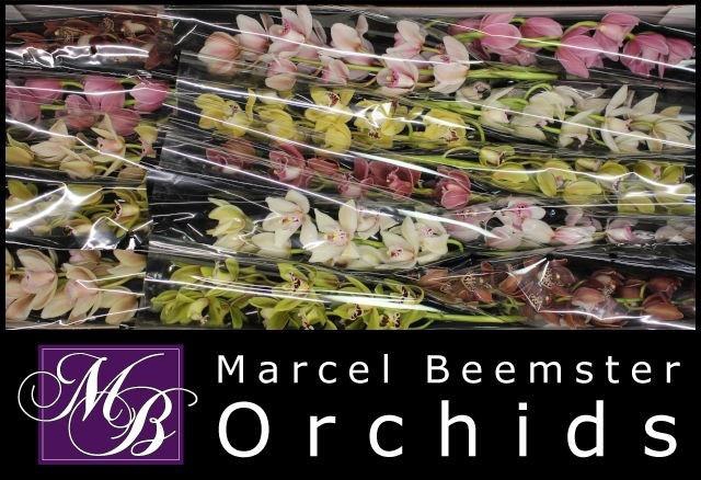 <h4>CYMB MI GEM</h4>