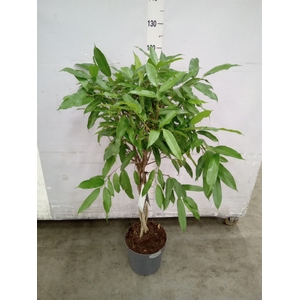 Ficus binn. 'Amstel King'