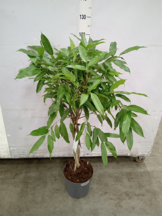 <h4>Ficus binn. 'Amstel King'</h4>