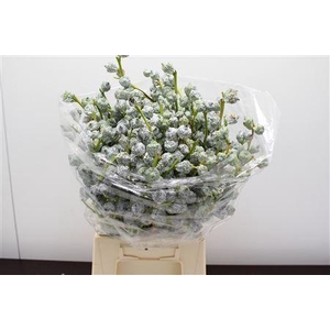 EUCALYPTUS EUCABOULE 250G