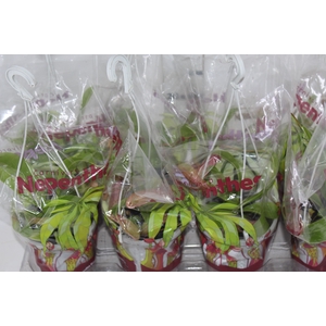 CARNIVORA NEPENTHES P13