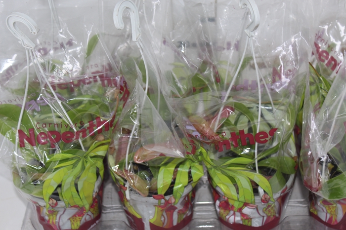 <h4>CARNIVORA NEPENTHES P13</h4>