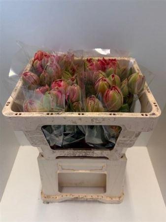 <h4>Tu Gefr Petticoat</h4>