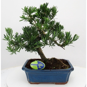 Podocarpus macrophyllus, 29cm., shape, without dip tray