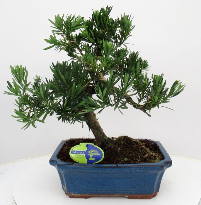 <h4>Podocarpus macrophyllus, 29cm., shape, without dip tray</h4>