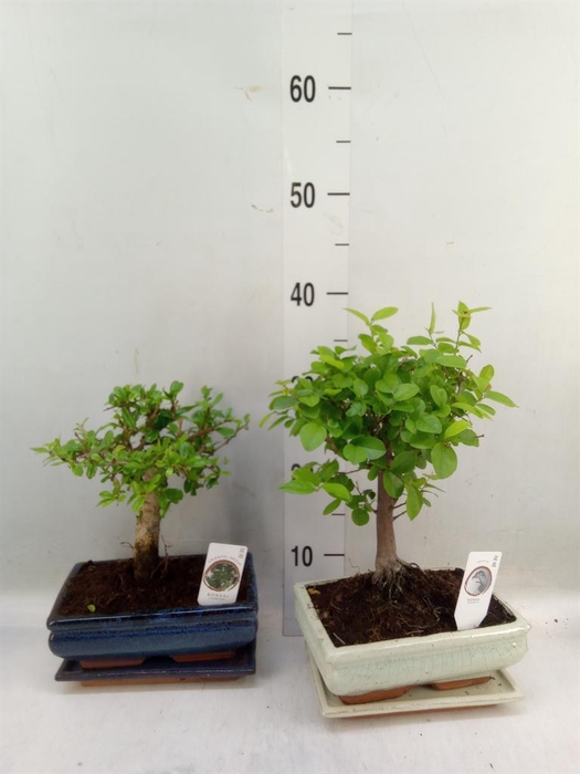 <h4>Bonsai   ...mix</h4>