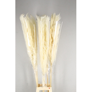 DF Pampas Bleached (head 60cm)