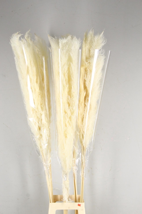 <h4>DF Pampas Bleached (head 60cm)</h4>