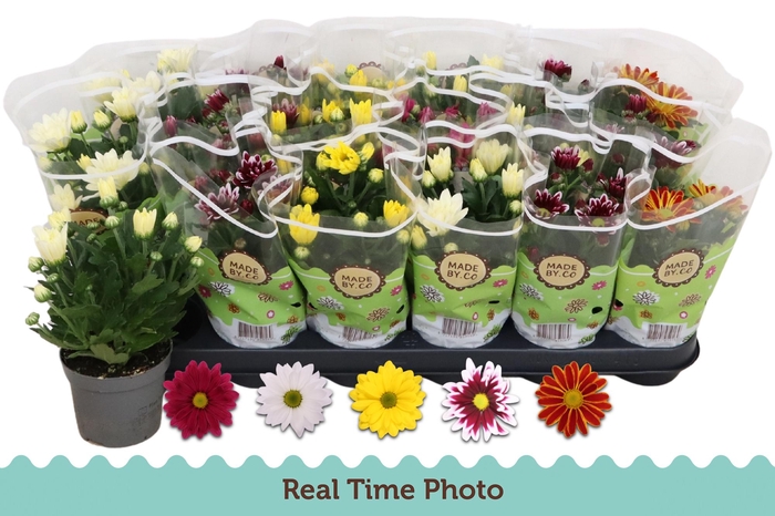 <h4>CHRYS GEM 5 KL</h4>