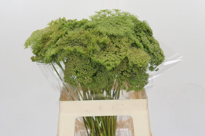 <h4>Ammi Visnaga Green Mist</h4>
