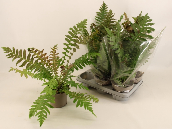 <h4>BLEC SPICANT</h4>