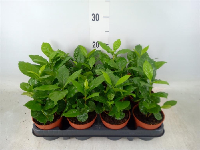 <h4>Coffea arabica</h4>