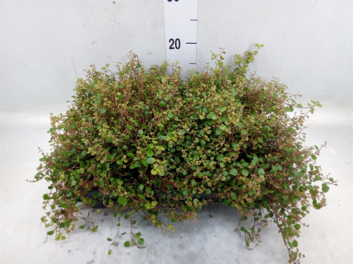 <h4>Muehlenbeckia com. 'Mao'ri'</h4>