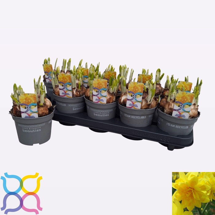 <h4>NARC D TETE BOUCLE</h4>