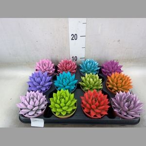 Echeveria  'Miranda'