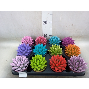 Echeveria  'Miranda'
