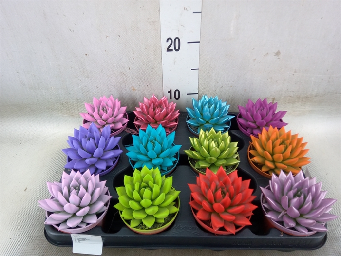 <h4>Echeveria  'Miranda'</h4>
