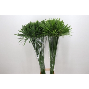 Cyperus Papyrus