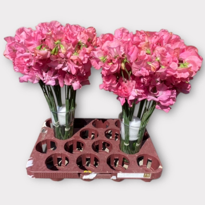 <h4>LATHYR ROM PINK PEAR</h4>