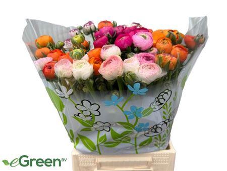 <h4>Ran Gem In Fust</h4>