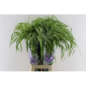 Panicum Fountain