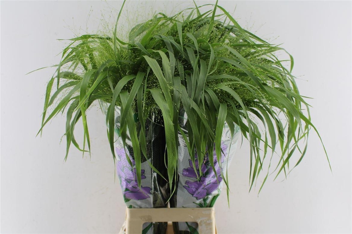 <h4>Panicum Fountain</h4>