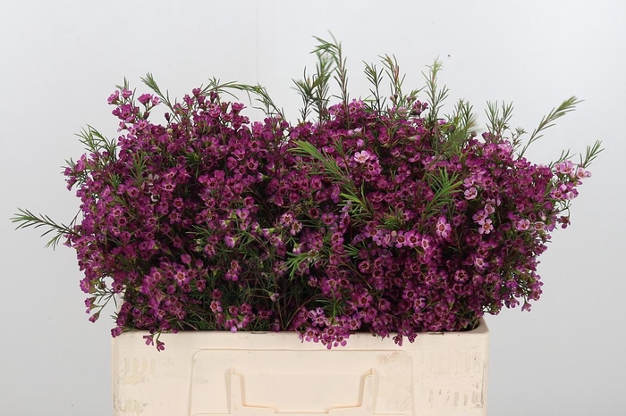 <h4>Chame Un Emma</h4>