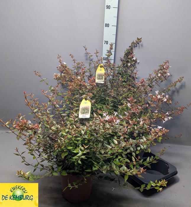 <h4>ABEL GRANDIFLORA</h4>