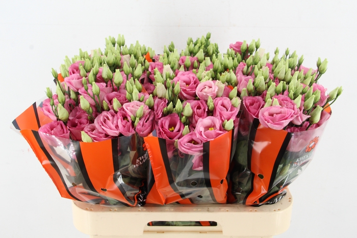 <h4>EUS G ROSI ROSE PINK</h4>