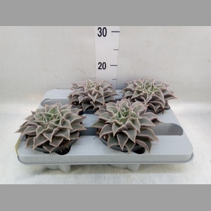 Echeveria   ...