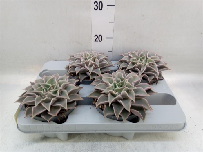 <h4>Echeveria   ...</h4>