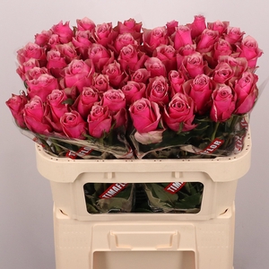 R GR MAJESTIC ATHENA