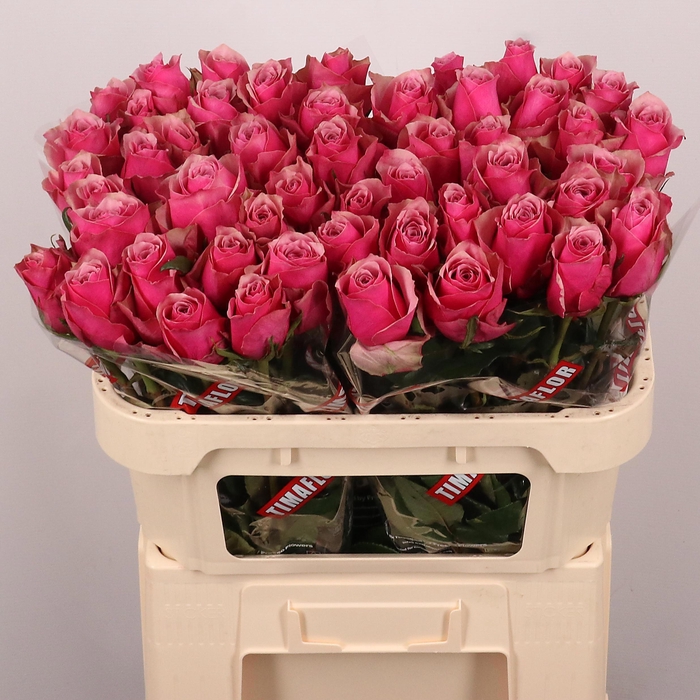 <h4>R GR MAJESTIC ATHENA</h4>