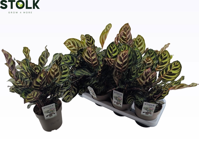 <h4>CALAT MAKOYANA</h4>