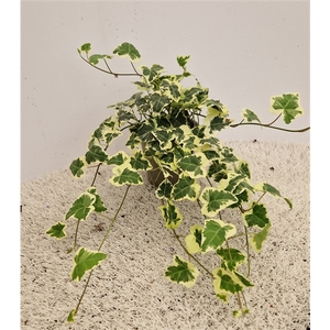 Hedera Chester