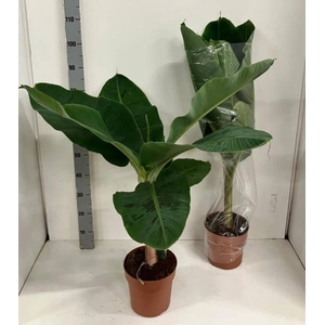 MUSA DWARF CAVENDISH