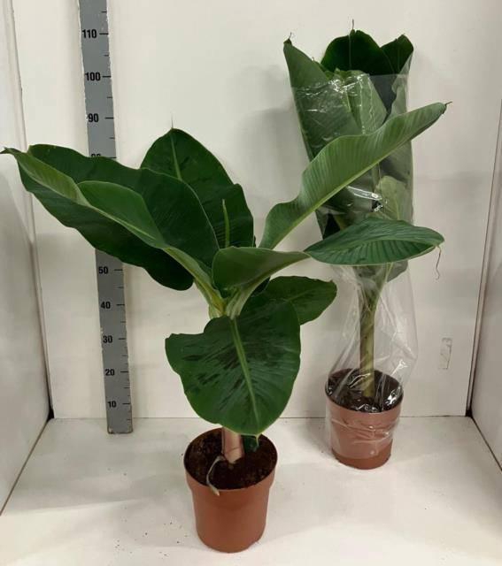 <h4>MUSA DWARF CAVENDISH</h4>