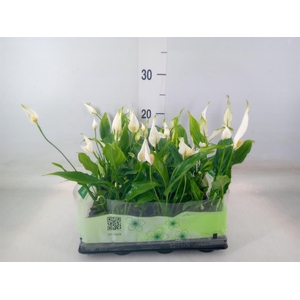 Spathiphyllum  'Cupido'