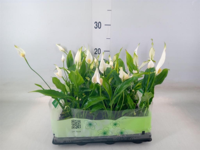 <h4>Spathiphyllum  'Cupido'</h4>