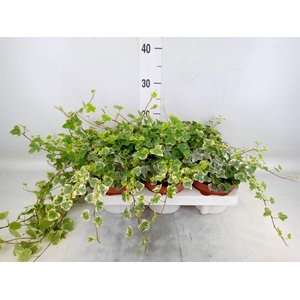 Hedera helix 'White Wonder'