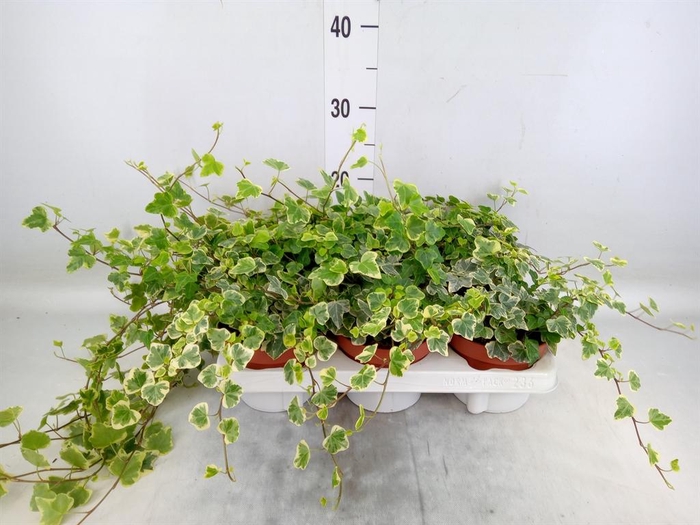 <h4>Hedera helix 'White Wonder'</h4>