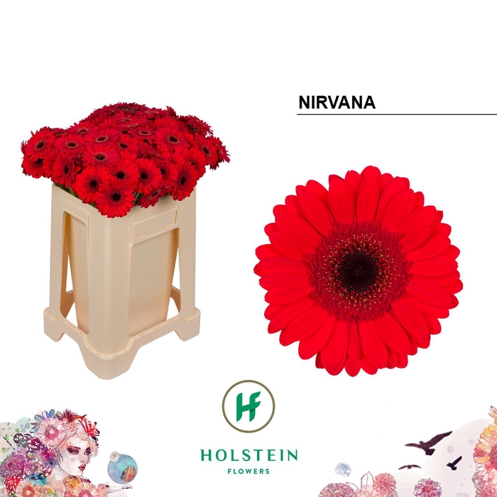 <h4>Germini Nirvana Water</h4>
