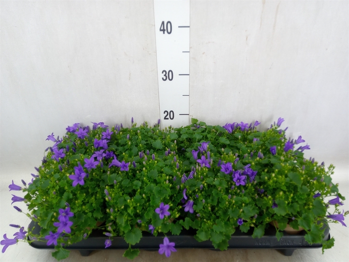 Campanula porten. 'Porto'