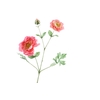 Ranunculus Extra Pink