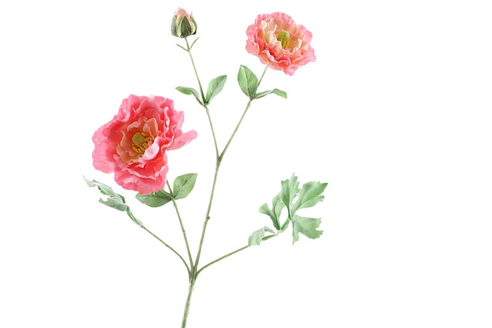 Ranunculus Extra Pink