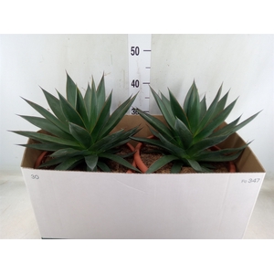 Agave  'Shaka Zulu'
